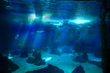 Lisboa Lisbon aquarium, capital of Portugal 