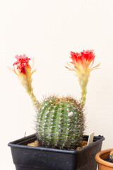 Echinopsis Hybride with pink blossom