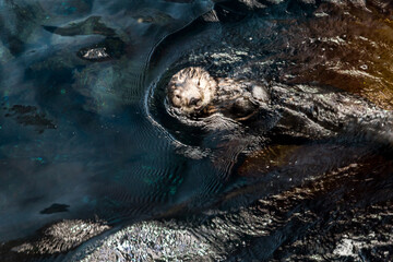 Lisboa Lisbon aquarium, capital of Portugal  