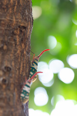Lantern bug, Lanternfly or Fulgorid bug or planthopper, Blue lanternflies with green background