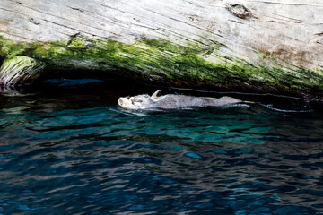 Lisboa Lisbon aquarium, capital of Portugal 