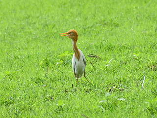 white and golden heron