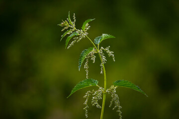 closeup of a flowering nettle twig
