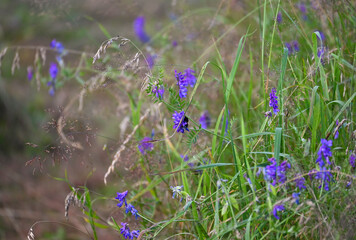 bird vetch growing in the meadow