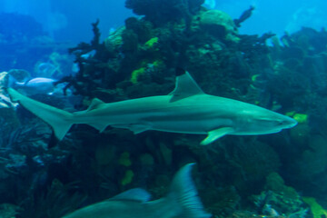 Lisboa Lisbon  aquarium , Oceanário de Lisboa