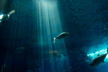 Lisboa Lisbon  aquarium , Oceanário de Lisboa