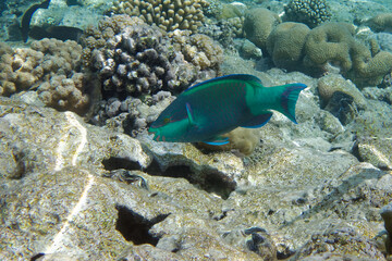Naklejka na ściany i meble Bridled parrotfish or Sixband parrotfish (Scarus frenatus) in Red Sea
