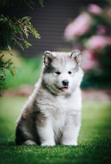 happy alaskan malamute puppies posing outside. Super cute puppies posing.	