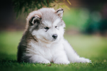 happy alaskan malamute puppies posing outside. Super cute puppies posing.	
