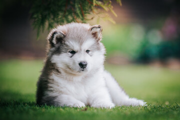 happy alaskan malamute puppies posing outside. Super cute puppies posing.	