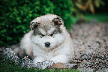 happy alaskan malamute puppies posing outside. Super cute puppies posing.