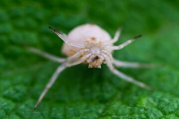 Poisonous spider on a green leaf. Macro photo. White karakurt (lat.Latrodectus pallidus). A poisonous spider cub in the wild. The body structure of the spider. White karakurt on the hunt. Bokeh