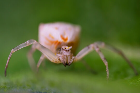 Poisonous spider on a green leaf. Macro photo. White karakurt (lat.Latrodectus pallidus). A poisonous spider cub in the wild. The body structure of the spider. White karakurt on the hunt. Bokeh