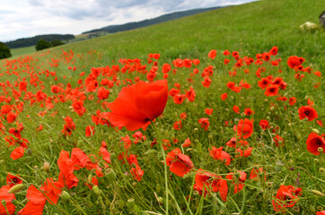 Rapsfeld mit Mohnblumen in der Rhön