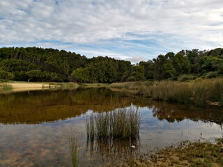Beautiful view of trees and blue cloudy sky reflected on small lagoon, Royal National Park, New South Wales, Australia