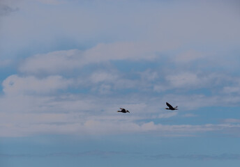 birds in flight