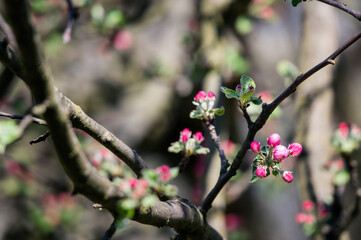 Pink buds of an apple-tree on a tree twig.
