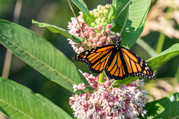 Monarch Butterfly on flower at Maumee Bay State Park