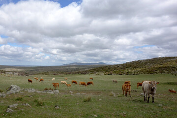 Couple of cows in Spanish mountain landscape in the area between Toledo and Avila, Spain
