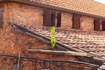 Old brick house in Trois Ilets, Martinique, France