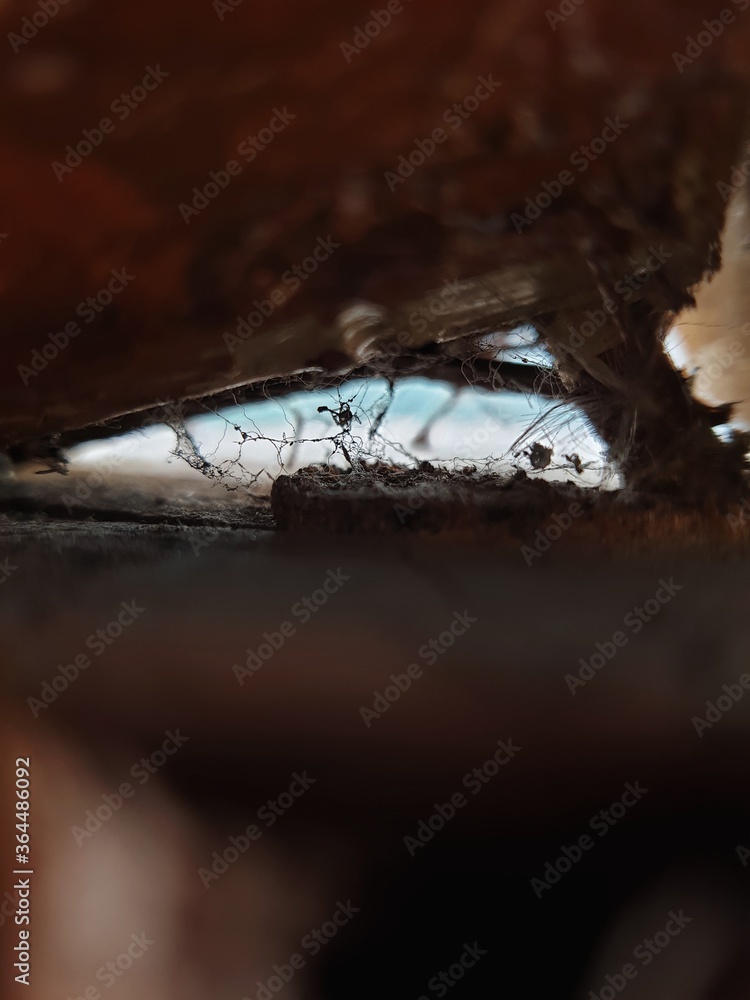 Sticker closeup shot of a dust on spiderweb between wood logs