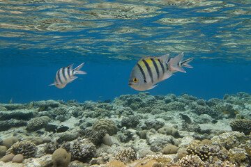 Indo-Pacific sergeant (Abudefduf vaigiensis) in Red Sea