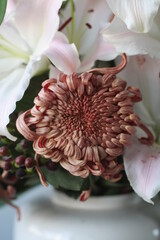 クラシックココア