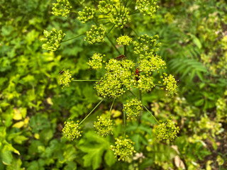 beetles on a green flower