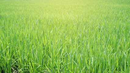 Nature view green rice field with sun light as background or wallpaper