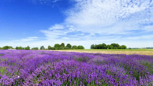 Beautiful day over lavender field - timelapse