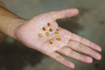 Thailand rosewood tree seeds on the hand that swell up from immersing in water