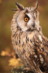 long-eared owl