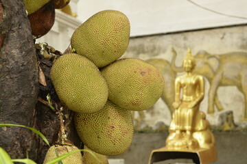 Young Jackfruit on tree in a temple of Thailand  