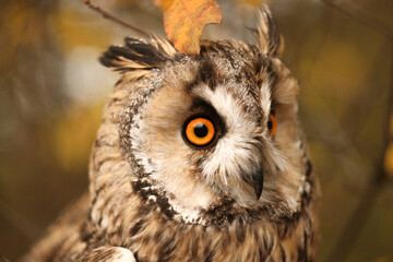 long-eared owl