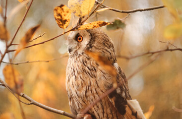 long-eared owl