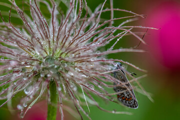 Sasanka i motyl w deszczu © Sławomir Bodnar