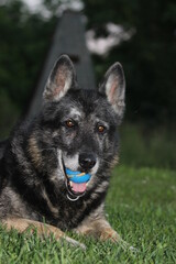 Deutscher Schäferhund schwarz mit grauer Schnauze, alter Hund, Senior, Opa