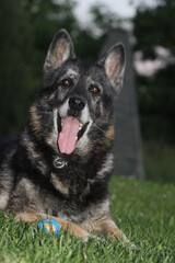 Deutscher Schäferhund schwarz mit grauer Schnauze, alter Hund, Senior, Opa