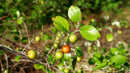 Fresh Jujube fruits close up on the tree in the garden