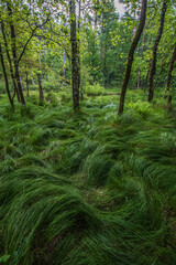 Leśne trawy © Sławomir Bodnar