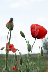 Obraz premium background picture red poppies against the daytime sky in a village in a field