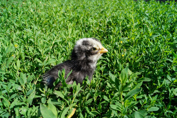 a small black chicken sits in the green grass in the summer in a rural area in the fresh air