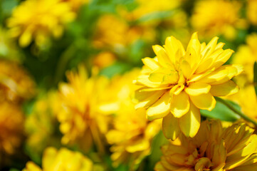 Colorful Zinnia Flowers in The Garden.Bright green leaves and yellow chrysanthemum flowers on blurred background