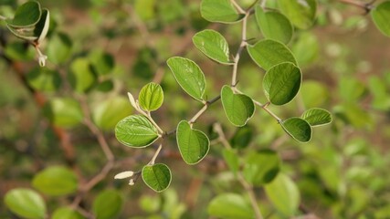 Green leaf Ziziphus mauritiana on the tree. Bidara Leaf for spiritual health therapy.