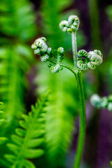 Liść paproci © Sławomir Bodnar