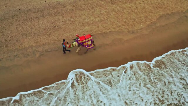 Camel driver with his camel on a picturesque beach in India, Puri, Orissa, aerial drone view 4k