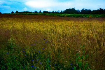 Fototapeta premium pole zboża 