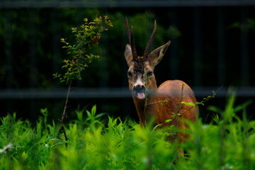 jeleń w lesie  © Dariusz Grochal 