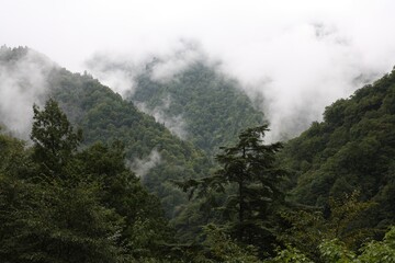 山, 風景, 自然, 森, 当惑, 雲, 雲, 山, 空, かすみ, 木, 緑, 頂点, 景色, ヒル, 木, サマータイム, 旅行, 岩, モーニング, 乗り切る, 美しい, 雨, 草