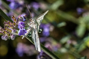 Motyl
